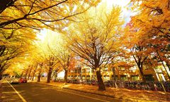 ทัวร์ญี่ปุ่น ฮอกไกโด มหาวิทยาลัยฮอกไกโด หุบเขานรกจิโกกุดานิ โจซังเคออนเซ็น สะพานฟุตามิสึริ เขื่อนโฮเฮเคียว