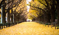 ทัวร์ญี่ปุ่น โตเกียว คาวาโกเอะ ชมใบไม้เปลี่ยนสีสวนเมจิจินกูไกเอ็น หมู่บ้านโอชิโนะฮัคไก เมืองโบราณคาวาโกเอะ