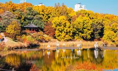 ทัวร์เกาหลี โซล ชมใบไม้เปลี่ยนสีโอลิมปิดพาร์ค เกาะนามิ สวนฮานึล พระราชวังชางด็อกกุง ซูซานพาร์ค