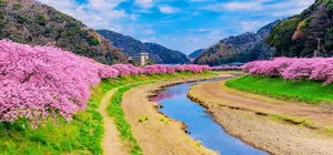 ทัวร์ญี่ปุ่น โตเกียว Kawazu Sakura Festival 2026 สวนโออิชิปาร์ค ฟูจิเท็นสโนว์รีสอร์ อิสระเต็มวัน