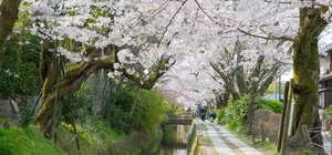 ลด 1,200 บาท/ที่, รูดบัตรฟรี จองภายใน 15-31ม.ค. นี้ ทัวร์ญี่ปุ่น โอซาก้า เกียวโต อุโมงค์ซากุระเส้นทางนักปราชญ์ ปราสาทวาคายามะ วัดคิโยมิสึ ย่านชินไซบาชิ อิสระเต็มวัน 