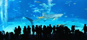 ลด 900บาท/ที่ รูดบัตรไม่ชาร์จ,ผ่อน0% จองภายใน 30ก.ย.-27ก.พ.69 : ทัวร์ญี่ปุ่น โอกินาว่า พิพิธภัณฑ์สัตว์น้ำชุราอูมิ โอกินาว่าเวิลด์ ผามันซาโมะ ปราสาทชูริ ศาลเจ้านะมิโนะอุเอะ