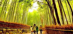 ทัวร์ญี่ปุ่น โอซาก้า เกียวโต นั่งชินคันเซ็น ทะเลสาบยามานาคะโกะ วัดเท็นริวจิ อิสระเต็มวัน **โปรจองล่วงหน้า** ลดให้อีก 1,000 บาท