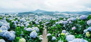 ทัวร์เวียดนาม ดาลัด มุยเน่ สวนดอกไม้เมืองหนาว ทุ่งดอกไฮเดรนเยีย ตะลุยทะเลทรายขาวและแดง น้ำตกดาทันลา