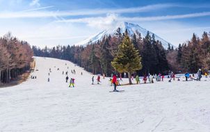 ทัวร์ญี่ปุ่น โตเกียว วัดอาซากุสะ ลานสกี ฟูจิเท็น งานเทศกาลประดับไฟฤดูหนาว TOKI NO SUMIKA อิสระเต็มวัน