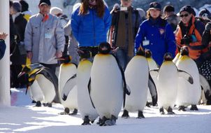 ทัวร์ญี่ปุ่น ฮอกไกโด สวนสัตว์อาซาฮิยาม่า Snow Land คลองโอตารุ พิพิธภัณฑ์กล่องดนตรี อิสระเต็มวัน