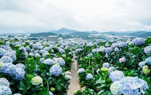 ทัวร์เวียดนาม ดาลัด มุยเน่ สวนดอกไม้เมืองหนาว ทุ่งดอกไฮเดรนเยีย ตะลุยทะเลทรายขาวและแดง น้ำตกดาทันลา