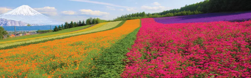 ทัวร์ญี่ปุ่น วันวิสาขบูชา 2569 เที่ยวโดนใจ